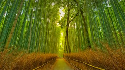 竹林 風水|「竹林」……この厄介で魅力的な場所 